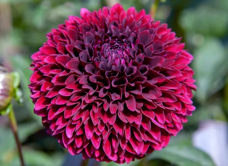 Dahlia Jowey Mirella, Jowey Mirella Dahlia, Ball Dahlias, White Dahlias, Dahlia Tubers, Dahlia Bulbs, Dahlia Flower, Dahlia Flowers, summer bulbs, Purple Dahlias