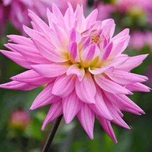 Dahlia 'Karma Pink Corona', 'Karma Pink Corona' Dahlia, Semi-Cactus Dahlias, Pink Dahlias, Karma Dahlias, Dahlia Tubers, Dahlia Bulbs, Dahlia Flower, Dahlia Flowers, summer bulbs
