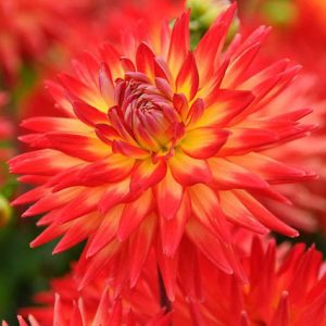 Dahlia 'Karma Bon Bini','Karma Bon Bini' Dahlia, Cactus Dahlias, Bicolor Dahlia Flowers, Orange Dahlias, Dahlia Tubers, Dahlia Bulbs, Dahlia Flower, Dahlia Flowers, summer bulbs