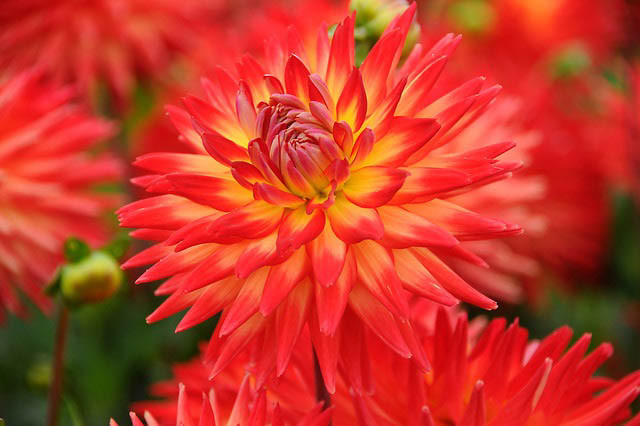 Dahlia 'Karma Bon Bini','Karma Bon Bini' Dahlia, Cactus Dahlias, Bicolor Dahlia Flowers, Orange Dahlias, Dahlia Tubers, Dahlia Bulbs, Dahlia Flower, Dahlia Flowers, summer bulbs