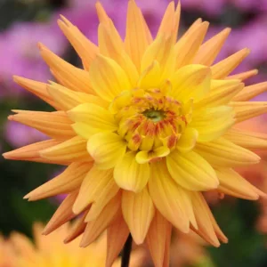 Dahlia 'Karma Corona', 'Karma Corona' Dahlia, Semi-Cactus Dahlias, Yellow Dahlias, Orange Dahlias, Karma Dahlias, Dahlia Tubers, Dahlia Bulbs, Dahlia Flower, Dahlia Flowers, summer bulbs