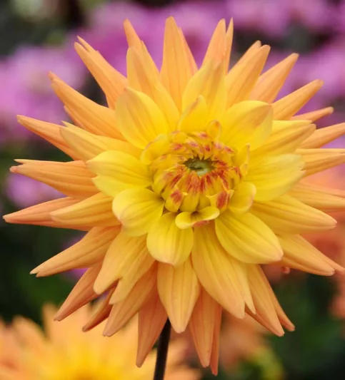 Dahlia 'Karma Corona', 'Karma Corona' Dahlia, Semi-Cactus Dahlias, Yellow Dahlias, Orange Dahlias, Karma Dahlias, Dahlia Tubers, Dahlia Bulbs, Dahlia Flower, Dahlia Flowers, summer bulbs