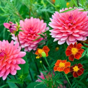 Dahlia Karma Fuchsiana, 'Karma Fuchsiana' Dahlia, Decorative Dahlias, Dahlia for cutting, Best dahlias for containers, Best dahlias for borders, AGM Dahlia, Pink Dahlias,  Dahlia Tubers, Dahlia Bulbs, Dahlia Flower, Dahlia Flowers, summer bulbs