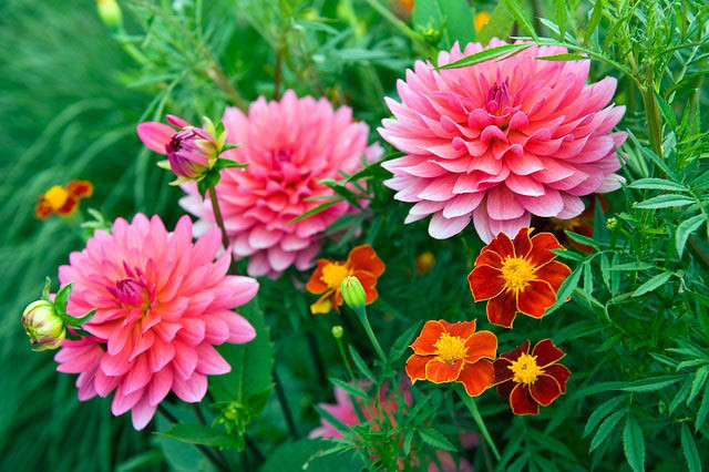 Dahlia Karma Fuchsiana, 'Karma Fuchsiana' Dahlia, Decorative Dahlias, Dahlia for cutting, Best dahlias for containers, Best dahlias for borders, AGM Dahlia, Pink Dahlias,  Dahlia Tubers, Dahlia Bulbs, Dahlia Flower, Dahlia Flowers, summer bulbs