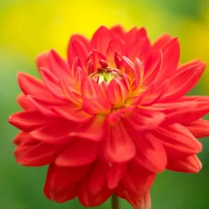 Dahlia 'Karma Irene', 'Karma Irene' Dahlia, Water Lily Dahlias, WaterLily Dahlias, Red Dahlias, Orange Dahlias, Dahlia Tubers, Dahlia Bulbs, Dahlia Flower, Dahlia Flowers, summer bulbs