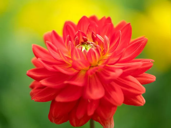 Dahlia 'Karma Irene', 'Karma Irene' Dahlia, Water Lily Dahlias, WaterLily Dahlias, Red Dahlias, Orange Dahlias, Dahlia Tubers, Dahlia Bulbs, Dahlia Flower, Dahlia Flowers, summer bulbs