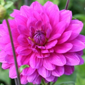 Dahlia 'Karma Lagoon', 'Karma Lagoon' Dahlia, Decorative Dahlias, Purple Dahlias, Karma Dahlias, Dahlia Tubers, Dahlia Bulbs, Dahlia Flower, Dahlia Flowers, summer bulbs