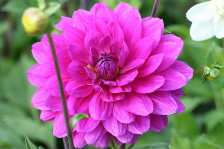 Dahlia 'Karma Lagoon', 'Karma Lagoon' Dahlia, Decorative Dahlias, Purple Dahlias, Karma Dahlias, Dahlia Tubers, Dahlia Bulbs, Dahlia Flower, Dahlia Flowers, summer bulbs