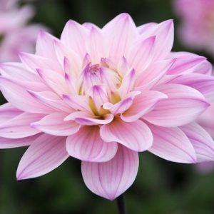 Dahlia 'Karma Prospero', 'Karma Prospero' Dahlia, Water Lily Dahlias, WaterLily Dahlias, Pink Dahlias, Dahlia Tubers, Dahlia Bulbs, Dahlia Flower, Dahlia Flowers, summer bulbs