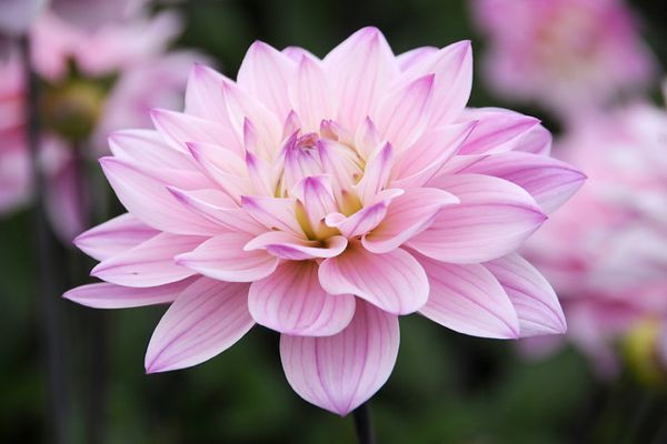 Dahlia 'Karma Prospero', 'Karma Prospero' Dahlia, Water Lily Dahlias, WaterLily Dahlias, Pink Dahlias, Dahlia Tubers, Dahlia Bulbs, Dahlia Flower, Dahlia Flowers, summer bulbs