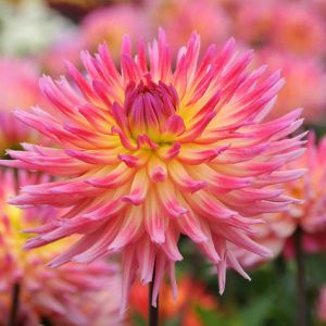 Dahlia Karma Sangria, Karma Sangria Dahlia, Semi-Cactus Dahlias, Dahlias for cutting, Best dahlias for containers, Pink Dahlias, summer bulbs