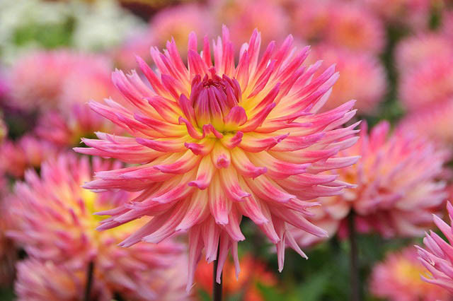Dahlia Karma Sangria, Karma Sangria Dahlia, Semi-Cactus Dahlias, Dahlias for cutting, Best dahlias for containers, Pink Dahlias, summer bulbs