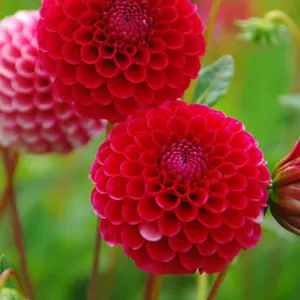 Dahlia 'Little William','Little Willem' Dahlia, Dahlia 'Little Willem', 'Little William' Dahlia, Pompon Dahlias, Pink Dahlias, Red Dahlias, Dahlia Tubers, Dahlia Bulbs, Dahlia Flower, Dahlia Flowers, summer bulbs