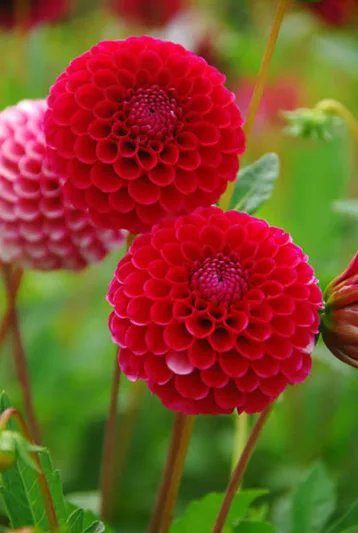 Dahlia 'Little William','Little Willem' Dahlia, Dahlia 'Little Willem', 'Little William' Dahlia, Pompon Dahlias, Pink Dahlias, Red Dahlias, Dahlia Tubers, Dahlia Bulbs, Dahlia Flower, Dahlia Flowers, summer bulbs