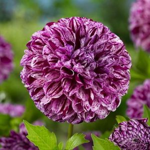 Dahlia 'Marble Ball', 'Marble Ball' Dahlia, Ball Dahlias, Purple Dahlias, Bicolor Dahlias, Dahlia Tubers, Dahlia Bulbs, Dahlia Flower, Dahlia Flowers, summer bulbs