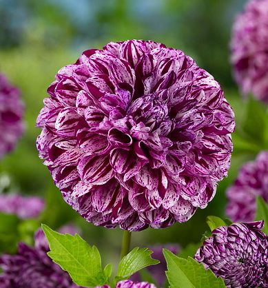 Dahlia 'Marble Ball', 'Marble Ball' Dahlia, Ball Dahlias, Purple Dahlias, Bicolor Dahlias, Dahlia Tubers, Dahlia Bulbs, Dahlia Flower, Dahlia Flowers, summer bulbs