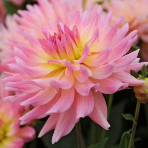 Dahlia Melody Gipsy, Dahlia Melody Gypsy, 'Melody Gipsy' Dahlia, Semi-Cactus Dahlias, Dahlias for borders, Dahlias for containers, Dahlias for cutting, Pink Dahlias