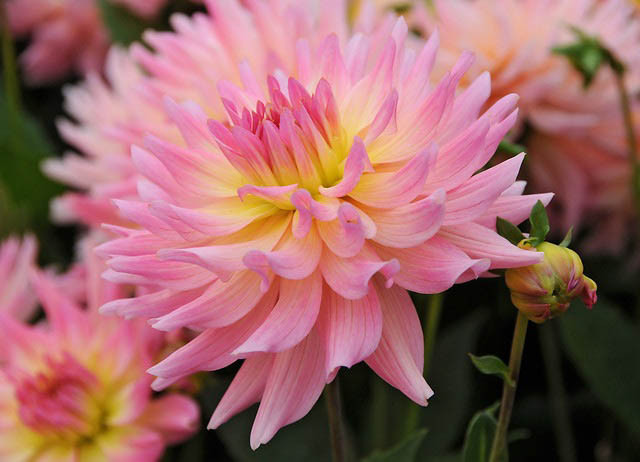 Dahlia Melody Gipsy, Dahlia Melody Gypsy, 'Melody Gipsy' Dahlia, Semi-Cactus Dahlias, Dahlias for borders, Dahlias for containers, Dahlias for cutting, Pink Dahlias