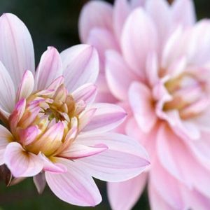 Dahlia Melody Harmony, 'Melody Harmony' Dahlia, Decorative Dahlias, Dahlia for borders, Dahlia for containers, Dahlia for cutting, Cream Dahlias, Purple Dahlias, Dahlia with dark foliage, dark-leaved dahlias, Dahlia Tubers, Dahlia Bulbs, Dahli