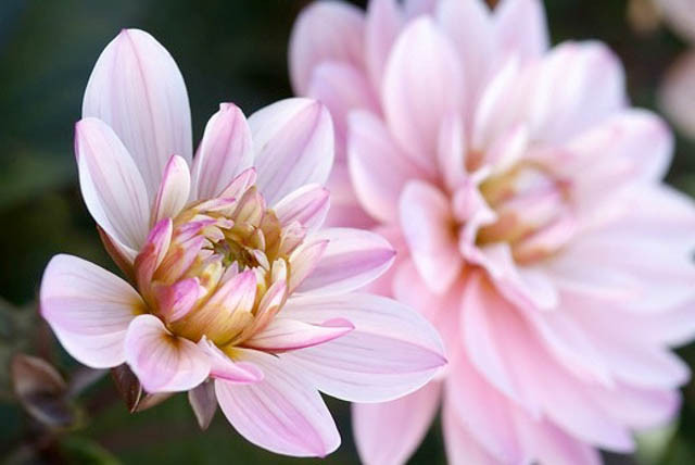 Dahlia Melody Harmony, 'Melody Harmony' Dahlia, Decorative Dahlias, Dahlia for borders, Dahlia for containers, Dahlia for cutting, Cream Dahlias, Purple Dahlias, Dahlia with dark foliage, dark-leaved dahlias, Dahlia Tubers, Dahlia Bulbs, Dahli