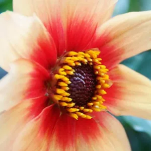 Dahlia Moonfire, 'Moonfire' Dahlia, Single Dahlias, Dahlia with Dark Foliage, Dark-leaved Dahlias, Dahlia Sunshine, Dahlia for container, Dahlia for borders, Yellow Dahlia Flowers, Dahlia Tubers, Dahlia Bulbs, Dahlia Flower, Dahlia Flowers, summer bulbs