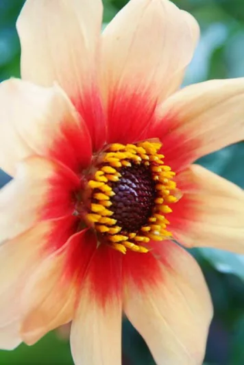 Dahlia Moonfire, 'Moonfire' Dahlia, Single Dahlias, Dahlia with Dark Foliage, Dark-leaved Dahlias, Dahlia Sunshine, Dahlia for container, Dahlia for borders, Yellow Dahlia Flowers, Dahlia Tubers, Dahlia Bulbs, Dahlia Flower, Dahlia Flowers, summer bulbs