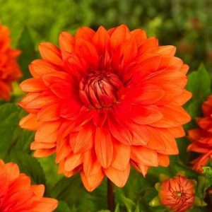 Dahlia 'Mrs Eileen', 'Mrs Eileen' Dahlia, Decorative Dahlias, Dinner Plate Dahlias,DinnerPlate Dahlias, Orange Dahlias, Dahlia Tubers, Dahlia Bulbs, Dahlia Flower, Dahlia Flowers, summer bulbs