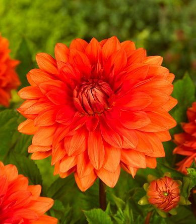Dahlia 'Mrs Eileen', 'Mrs Eileen' Dahlia, Decorative Dahlias, Dinner Plate Dahlias,DinnerPlate Dahlias, Orange Dahlias, Dahlia Tubers, Dahlia Bulbs, Dahlia Flower, Dahlia Flowers, summer bulbs