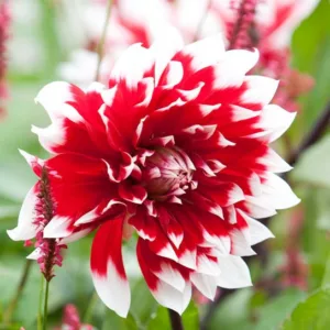 Dahlia Mystery Day, 'Mystery Day' Dahlia, Decorative Dahlias, Dinner Plate Dahlias, Dinnerplate Dahlias, Giant Dahlias, Bicolor Dahlias, Red Dahlias, Dahlia Tubers, Dahlia Bulbs, Dahlia Flower, Dahlia Flowers, summer bulbs