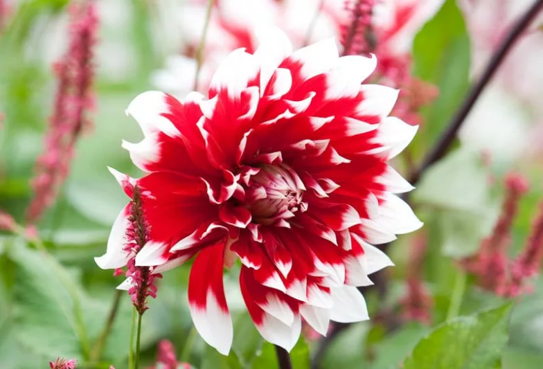 Dahlia Mystery Day, 'Mystery Day' Dahlia, Decorative Dahlias, Dinner Plate Dahlias, Dinnerplate Dahlias, Giant Dahlias, Bicolor Dahlias, Red Dahlias, Dahlia Tubers, Dahlia Bulbs, Dahlia Flower, Dahlia Flowers, summer bulbs