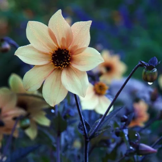 Dahlia 'Mystic Spirit','Mystic Spirit' Dahlia, Single-Flowering Dahlias, Orange Dahlia Flowers, Dark-Leaved Dahlias, Dahlia Tubers, Dahlia Bulbs, Dahlia Flower, Dahlia Flowers, summer bulbs