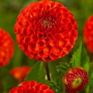 Dahlia ''New Baby', 'New Baby Ball' Dahlia, Ball Dahlias, Orange Dahlias, Dahlia Tubers, Dahlia Bulbs, Dahlia Flower, Dahlia Flowers, summer bulbs