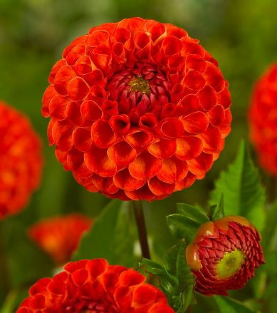 Dahlia ''New Baby', 'New Baby Ball' Dahlia, Ball Dahlias, Orange Dahlias, Dahlia Tubers, Dahlia Bulbs, Dahlia Flower, Dahlia Flowers, summer bulbs