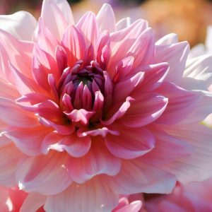 Dahlia 'Otto's Thrill', 'Otto's Thrill' Dahlia , Decorative Dahlias, Dinner Plate Dahlias , Dinnerplate Dahlias, Giant Dahlias, Pink Dahlia Flowers, Dahlia Tubers, Dahlia Bulbs, Dahlia Flower, Dahlia Flowers, summer bulbs