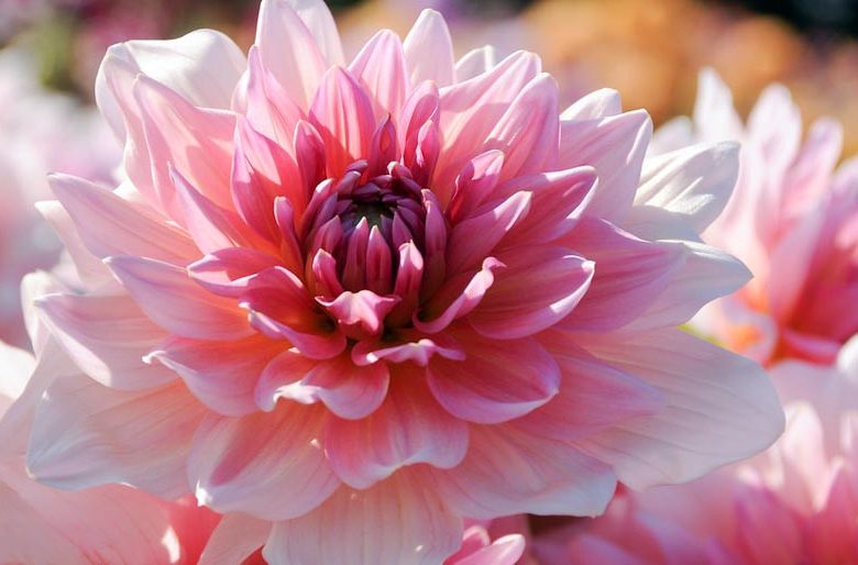 Dahlia 'Otto's Thrill', 'Otto's Thrill' Dahlia , Decorative Dahlias, Dinner Plate Dahlias , Dinnerplate Dahlias, Giant Dahlias, Pink Dahlia Flowers, Dahlia Tubers, Dahlia Bulbs, Dahlia Flower, Dahlia Flowers, summer bulbs