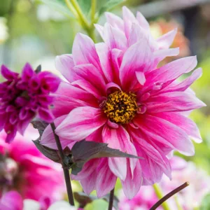 Dahlia Purple Haze, Purple Haze Dahlia, Anemone Dahlias, Dahlias, Dahlia Tubers, Dahlia Bulbs, Dahlia Flower, Dahlia Flowers, summer bulbs, Purple Dahlias