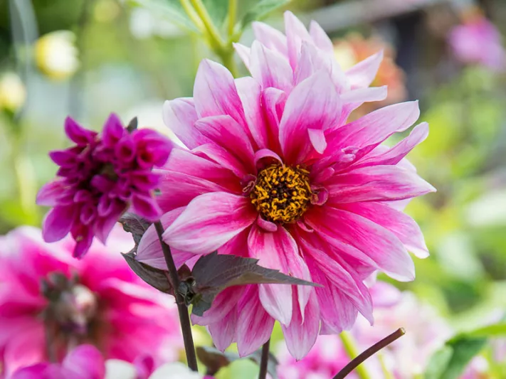 Dahlia Purple Haze, Purple Haze Dahlia, Anemone Dahlias, Dahlias, Dahlia Tubers, Dahlia Bulbs, Dahlia Flower, Dahlia Flowers, summer bulbs, Purple Dahlias