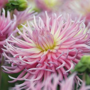 Dahlia 'Star's Favorite', 'Star's Favorite' Dahlia, 'Star's Favourite' Dahlia, Cactus Dahlias, Bicolor Dahlia Flowers, Pink Dahlias, Dahlia Tubers, Dahlia Bulbs, Dahlia Flower, Dahlia Flowers, summer bulbs