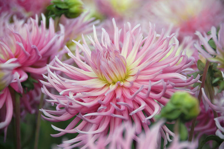 Dahlia 'Star's Favorite', 'Star's Favorite' Dahlia, 'Star's Favourite' Dahlia, Cactus Dahlias, Bicolor Dahlia Flowers, Pink Dahlias, Dahlia Tubers, Dahlia Bulbs, Dahlia Flower, Dahlia Flowers, summer bulbs