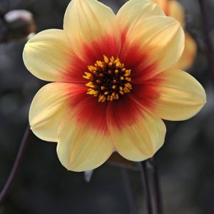 Dahlia Sunshine, Single Dahlias, Dahlia with Dark Foliage, Dahlia Sunshine, Dark-leaved Dahlias, Dahlia for container, Dahlia for borders, Yellow Dahlia Flowers, Dahlia Tubers, Dahlia Bulbs, Dahlia Flower, Dahlia Flowers, summer bulbs