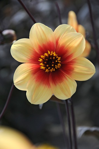 Dahlia Sunshine, Single Dahlias, Dahlia with Dark Foliage, Dahlia Sunshine, Dark-leaved Dahlias, Dahlia for container, Dahlia for borders, Yellow Dahlia Flowers, Dahlia Tubers, Dahlia Bulbs, Dahlia Flower, Dahlia Flowers, summer bulbs
