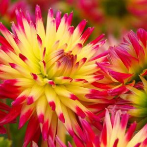 Dahlia 'Tahiti Sunrise', 'Tahiti Sunrise' Dahlia, Semi-Cactus Dahlias, Cactus Dahlias, Bicolor Dahlia Flowers, Red Dahlias, Yellow Dahlias,Dahlia Tubers, Dahlia Bulbs, Dahlia Flower, Dahlia Flowers, summer bulbs