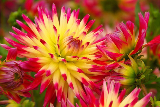 Dahlia 'Tahiti Sunrise', 'Tahiti Sunrise' Dahlia, Semi-Cactus Dahlias, Cactus Dahlias, Bicolor Dahlia Flowers, Red Dahlias, Yellow Dahlias,Dahlia Tubers, Dahlia Bulbs, Dahlia Flower, Dahlia Flowers, summer bulbs