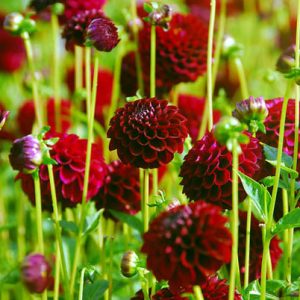 Dahlia 'Tam Tam','Tam Tam' Dahlia, Ball Dahlias, Black Dahlias, Dark Dahlias, Red Dahlias, Dahlia Tubers, Dahlia Bulbs, Dahlia Flower, Dahlia Flowers, summer bulbs