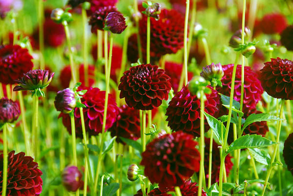 Dahlia 'Tam Tam','Tam Tam' Dahlia, Ball Dahlias, Black Dahlias, Dark Dahlias, Red Dahlias, Dahlia Tubers, Dahlia Bulbs, Dahlia Flower, Dahlia Flowers, summer bulbs
