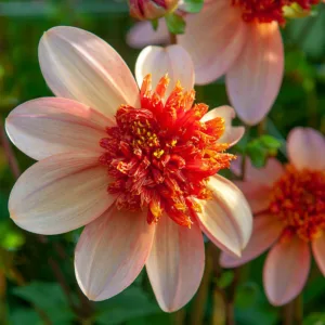Dahlia Totally Tangerine, Totally Tangerine Dahlia, Anemone Dahlias, Dahlias, Bicolor Dahlias, Dahlia Tubers, Dahlia Bulbs, Dahlia Flower, Dahlia Flowers, summer bulbs, Orange Dahlias