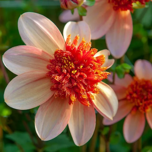 Dahlia Totally Tangerine, Totally Tangerine Dahlia, Anemone Dahlias, Dahlias, Bicolor Dahlias, Dahlia Tubers, Dahlia Bulbs, Dahlia Flower, Dahlia Flowers, summer bulbs, Orange Dahlias