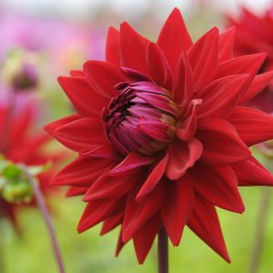 Dahlia 'Witteman's Best', 'Witteman's Best' Dahlia, Semi-Cactus Dahlias,Red Dahlias, Karma Dahlias, Dahlia Tubers, Dahlia Bulbs, Dahlia Flower, Dahlia Flowers, summer bulbs
