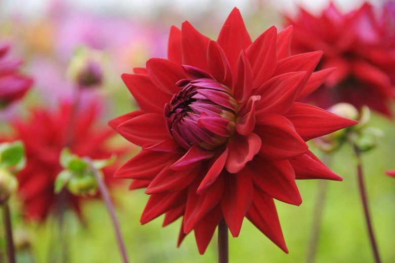 Dahlia 'Witteman's Best', 'Witteman's Best' Dahlia, Semi-Cactus Dahlias,Red Dahlias, Karma Dahlias, Dahlia Tubers, Dahlia Bulbs, Dahlia Flower, Dahlia Flowers, summer bulbs