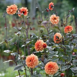 Dahlia with dark foliage, Dark leaved dahlias, Dahlia Bishop, Dahlia Bishop of Llandstaff, Dahllia David Howard, Dahlia Fascination, Dahlia Moonfire, Dahlia Mystic Spirit
